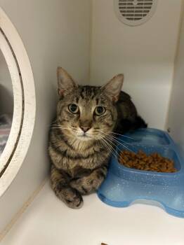 Donnie (Hillrise) -  Domestic Short Hair Cat for Adoption in Johnson City, Tennessee - Donnie (Hillrise) | PetCurious