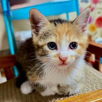 Buttercup -  Domestic Short Hair Cat for Adoption in Columbia, Missouri - Buttercup | PetCurious