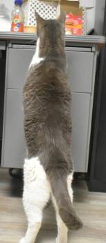 Domestic Short Hair Cats Available for Adoption - Spielburg | PetCurious