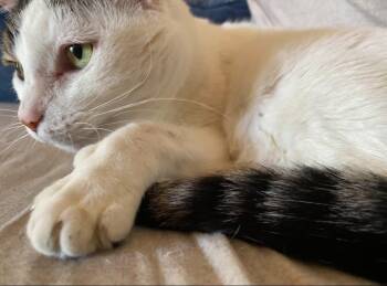 Domestic Short Hair Cats Available for Adoption in Mount Pleasant, Texas - Arya  | PetCurious