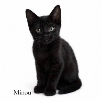 Minou -  Domestic Short Hair Cat Available for Adoption in Stevensville, Michigan - Minou | PetCurious