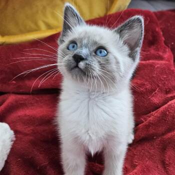 Snuggles -  Siamese Cat Available for Adoption in Agoura Hills, California - Snuggles | PetCurious