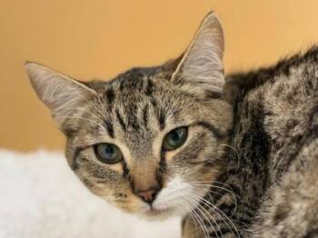 Bonnie -  Domestic Short Hair Cat for Adoption in Portland, Oregon - Bonnie | PetCurious