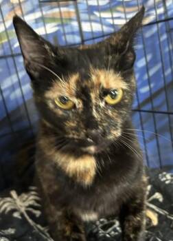 Layla -  Domestic Short Hair Cat for Adoption in West Memphis, Arkansas - Layla | PetCurious