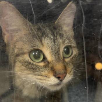 Abbey -  Domestic Medium Hair Cat for Adoption in Galveston, Texas - Abbey | PetCurious