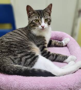 Marshall -  Tabby Cat for Adoption in Memphis, Tennessee - Marshall | PetCurious