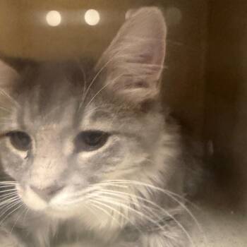 Lydia -  Domestic Short Hair Cat for Adoption in Reno, Nevada - Lydia | PetCurious