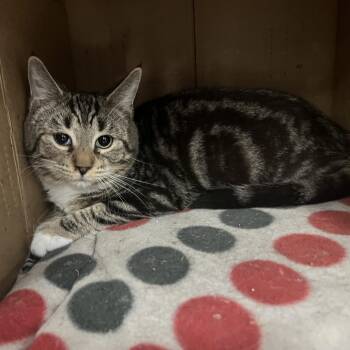 Domestic Short Hair Cats Available for Adoption - Aldo | PetCurious