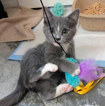 Domestic Short Hair Cats Available for Adoption - Zeppo | PetCurious