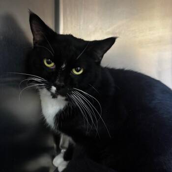 Domestic Short Hair Cats Available for Adoption in Bristol, Indiana - Gregory | PetCurious