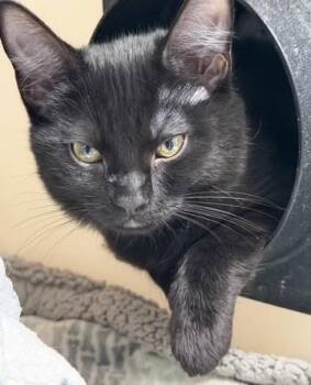 Zoya -  Domestic Short Hair Cat for Adoption in Hollister, California - Zoya | PetCurious