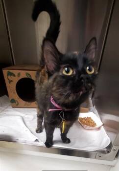TINK -  Domestic Short Hair Cat for Adoption in St. Louis, Missouri - TINK | PetCurious