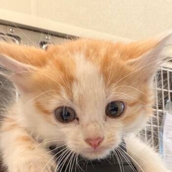 Croton -  Domestic Medium Hair Cat for Adoption in Chatham, Virginia - Croton | PetCurious