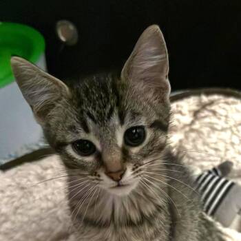 Rescue Domestic Short Hair Cats for Adoption in Vine Grove, Kentucky - Jet | PetCurious