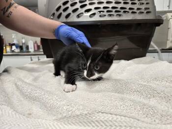 Domestic Short Hair Cats Available for Adoption in Antioch, California - SUNSET PEAK | PetCurious