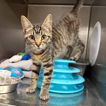 Zena -  Domestic Short Hair Cat for Adoption in Spokane, Washington - Zena | PetCurious