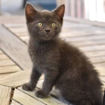 Domestic Short Hair Cats Available for Adoption in Conroe, Texas - Frog | PetCurious