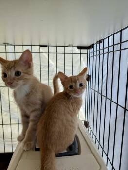 Cara Cara -  Domestic Short Hair Cat for Adoption in Detroit Lakes, Minnesota - Cara Cara | PetCurious