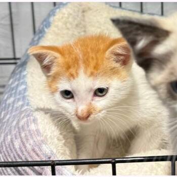 Domestic Short Hair Cats Available for Adoption in Austin, Texas - Orange Creamsicle | PetCurious