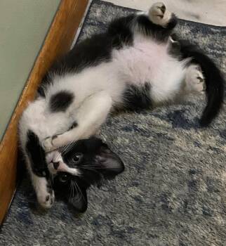 Domestic Short Hair Cats Available for Adoption - No Ifs: BUTtons | PetCurious