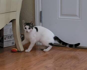 ZOEY (COURTESY POST) -  Domestic Short Hair Cat for Adoption in Puyallup, Washington - ZOEY (COURTESY POST) | PetCurious
