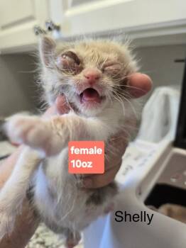 Domestic Short Hair Cats Available for Adoption - Shelly | PetCurious