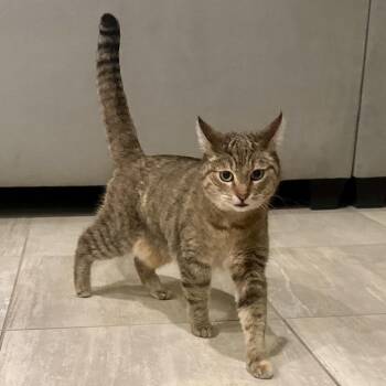 Domestic Short Hair Cats Available for Adoption in Las Vegas, Nevada - Wren | PetCurious