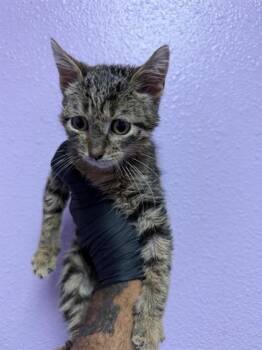 61354947 -  Domestic Short Hair Cat for Adoption in El Paso, Texas - 61354947 | PetCurious