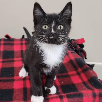 Yuri -  Tuxedo Cat for Adoption in Marshfield, Wisconsin - Yuri | PetCurious