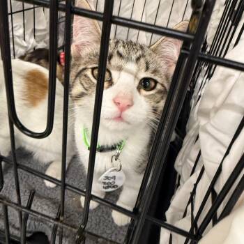 Rolf -  Domestic Short Hair Cat for Adoption in Normal, Illinois - Rolf | PetCurious