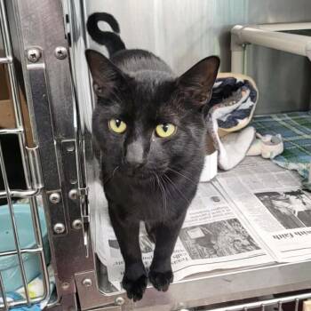 Domestic Short Hair Cats Available for Adoption in Belleville, Illinois - Michael B. Purring -Petsmart Belleville | PetCurious