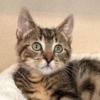 Sparks -  Domestic Short Hair Cat for Adoption in Calverton, New York - Sparks | PetCurious