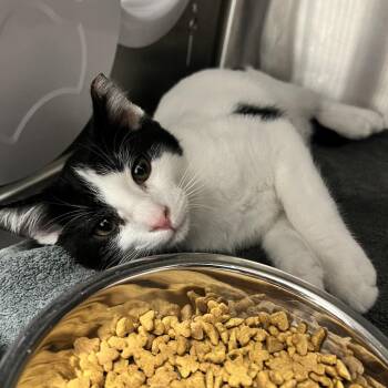 Benedict -  Domestic Short Hair Cat for Adoption in Oneonta, New York - Benedict | PetCurious