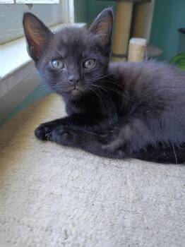 Domestic Short Hair Cats Available for Adoption in Hardeeville, South Carolina - Phil | PetCurious