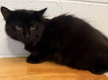 Beetlejuice -  Domestic Long Hair and Domestic Short Hair Cat for Adoption in Conway, South Carolina - Beetlejuice | PetCurious
