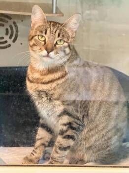 TAYLOR Not SWIFT -  Tabby Cat for Adoption in Capshaw, Alabama - TAYLOR Not SWIFT | PetCurious