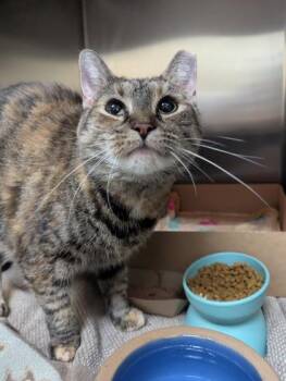 Cammie -  Domestic Short Hair Cat for Adoption in West Chester, Pennsylvania - Cammie | PetCurious