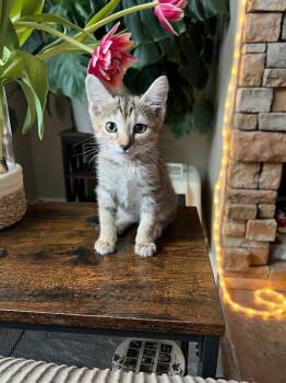 Ember - Earth Litter -  Tabby Cat Available for Adoption in Anthem, Arizona - Ember - Earth Litter | PetCurious