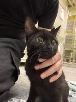 Domestic Short Hair Cats Available for Adoption - CERTIFIED | PetCurious