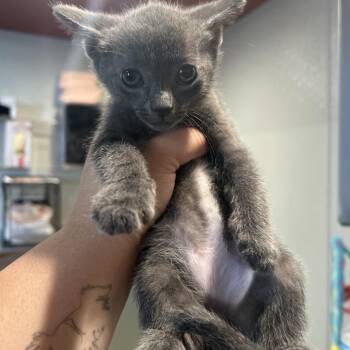 Kitten 2 -  Domestic Short Hair Cat for Adoption in San Gabriel, California - Kitten 2 | PetCurious