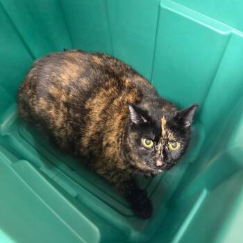 Big Bertha -  Domestic Short Hair Cat for Adoption in Philadelphia, Pennsylvania - Big Bertha | PetCurious