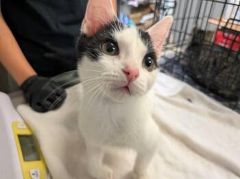 Dale -  Domestic Short Hair Cat for Adoption in Cincinnati, Ohio - Dale | PetCurious