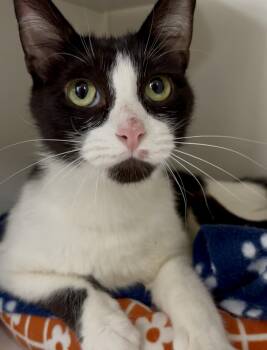 Rescue Domestic Short Hair Cats for Adoption in Marana, Arizona - Luna | PetCurious