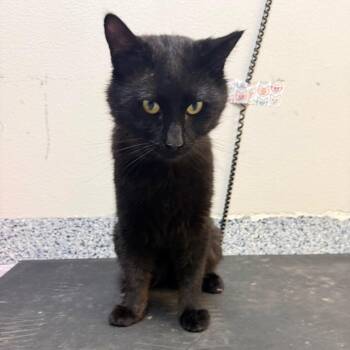 Domestic Short Hair and Manx Cats Available for Adoption in Great Falls, Montana - Preston | PetCurious