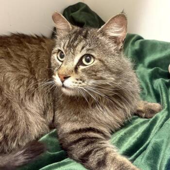 Domestic Medium Hair Cats Available for Adoption - Bruce- City Of Industry | PetCurious