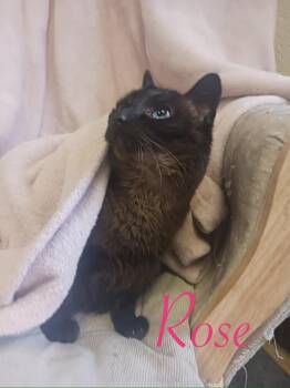 Rescue Domestic Short Hair Cats for Adoption in Port Washington, Wisconsin - Rose | PetCurious