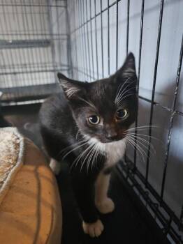 Domestic Short Hair Cats Available for Adoption - Snoopy | PetCurious