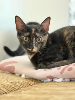 Sienna -  Tortoiseshell Cat for Adoption in Wayne, New Jersey - Sienna | PetCurious