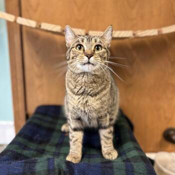 Domestic Short Hair Cats Available for Adoption in Fargo, North Dakota - Yvette | PetCurious
