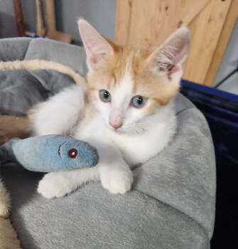 Cedar -  Domestic Short Hair Cat for Adoption in Fishers, Indiana - Cedar | PetCurious